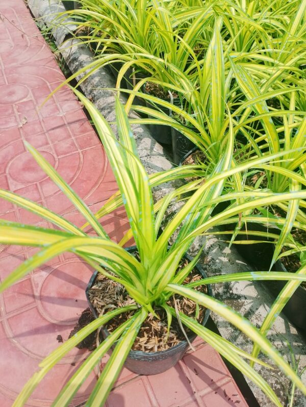 Cây Dứa Vàng ( Dứa sọc vàng ) Cây ban công Cây xanh TPHCM 5