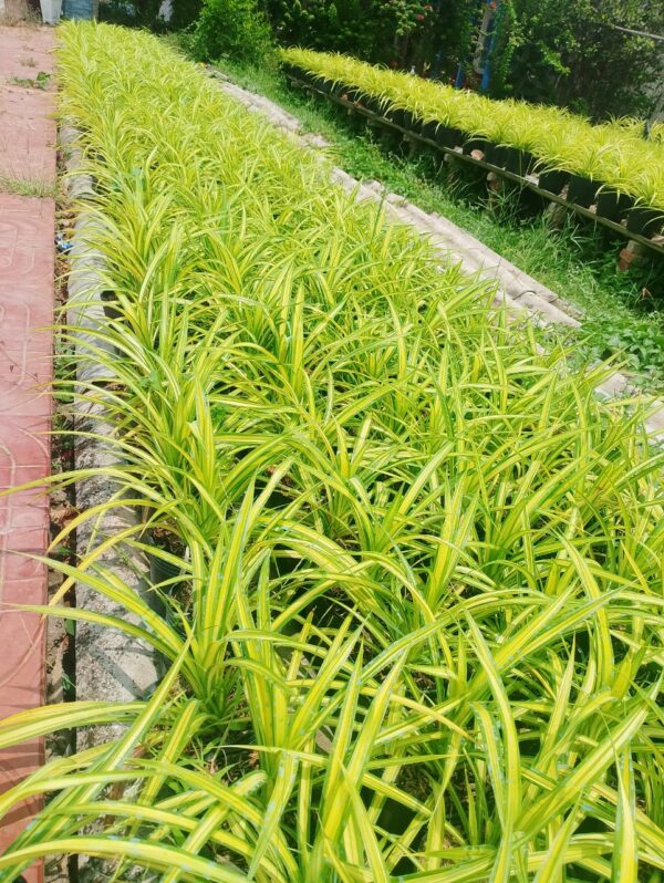 Cây Dứa Vàng ( Dứa sọc vàng ) Cây ban công Cây xanh TPHCM 4