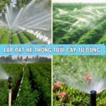 Lắp đặt hệ thống tưới cây phun sương quy mô lớn, công nghiệp trên diện rộng