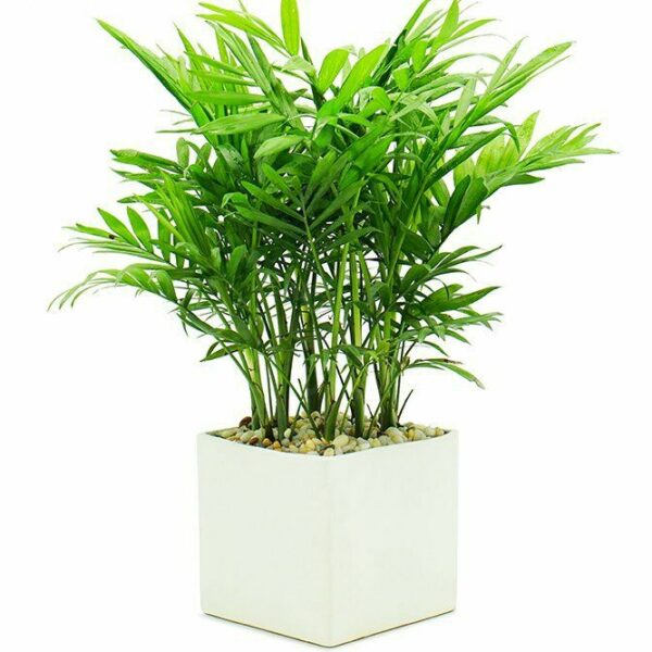 Cây cau tiểu trâm để bàn làm việc Cây cảnh để bàn Cây xanh TPHCM