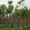 Cây giáng hương đuôi công tại Cây Xanh US