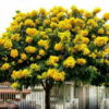 Cây giáng hương đuôi công tại Cây Xanh US