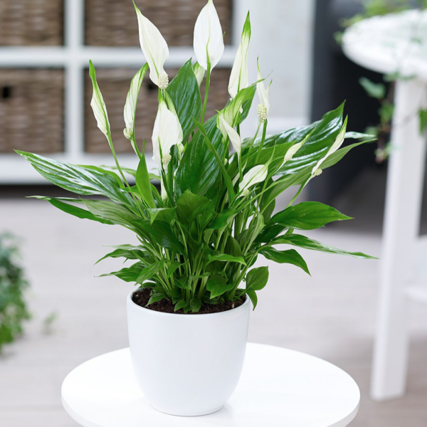 Cây Lan Ý để bàn làm việc Cây cảnh để bàn Cây xanh TPHCM