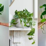 Cây trầu bà để bàn làm việc
