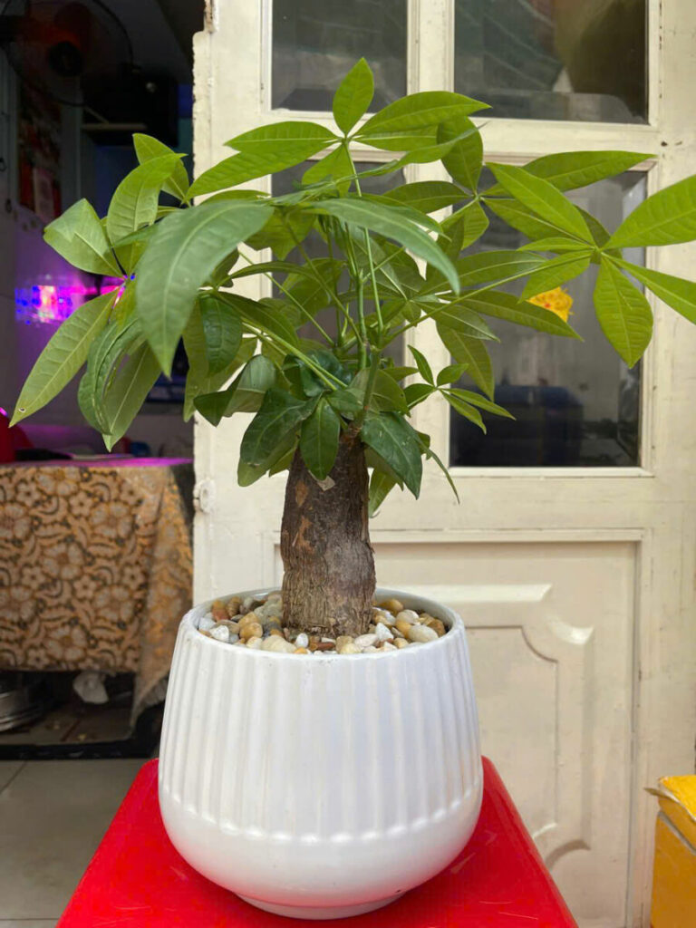 Top 3 Vị trí đặt cây kim ngân mang lại tài lộc tốt nhất cho bạn Thiết kế cảnh quan Cây xanh phong thuỷ Hướng dẫn chăm sóc cây Thiết kế ban công  