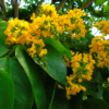 Cây giáng hương đuôi công tại Cây Xanh US