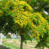 Cây giáng hương đuôi công tại Cây Xanh US