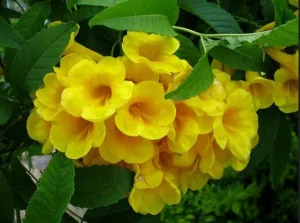 Cây Hoàng Yến (Huỳnh Liên Vàng)