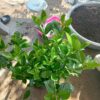 Cây bạch thiên hương tại Cây Xanh US