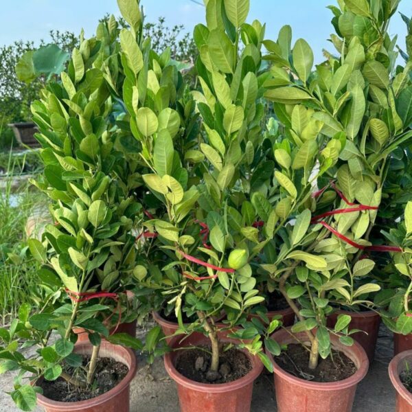 Chanh mỹ vàng Cây ăn trái