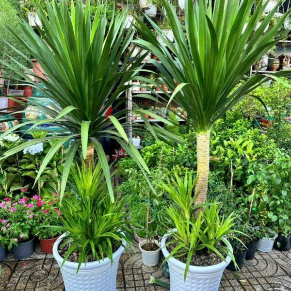 Phát tài núi + Chậu cây Cây + Chậu (Combo) Cây xanh TPHCM