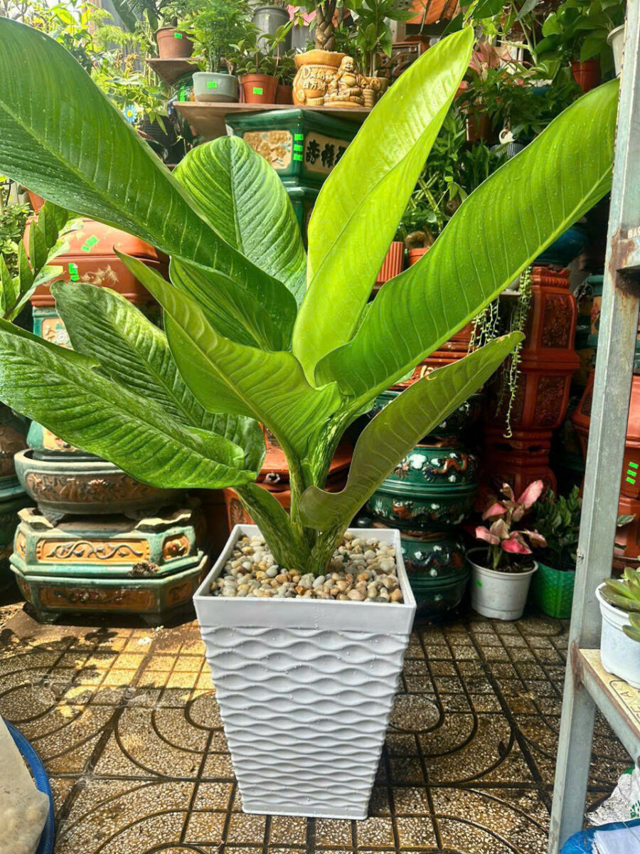 Sỏi lót trắng - nhiều màu  