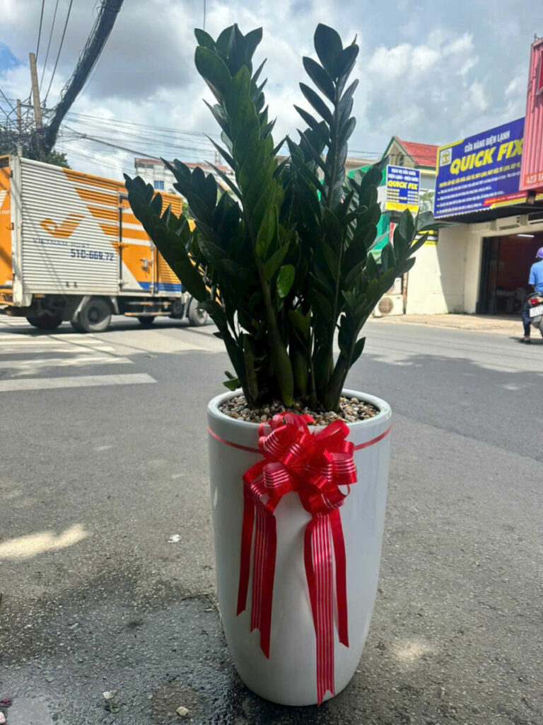 Cây kim tiền tặng khai trương có ý nghĩa gì ? Hướng dẫn chăm sóc cây Dịch vụ cây xanh Thiết kế sân vườn Vựa cây cảnh  Quà tặng khai trương spa Quà tặng khai trương quán an Quà tặng khai trương giá rẻ Quà tặng khai trương cửa hàng Quà tặng khai trương công ty Cách đi khai trương 