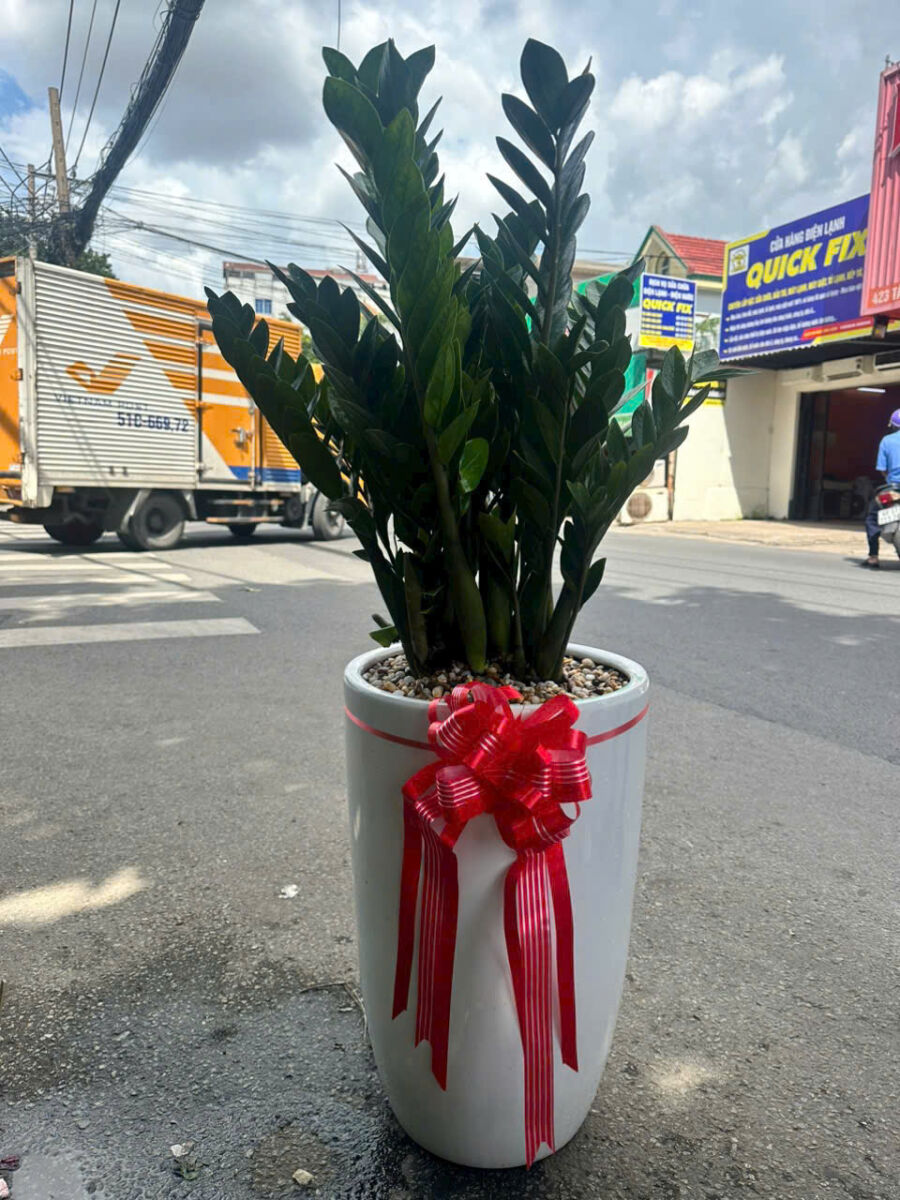 Sỏi lót trắng - nhiều màu  