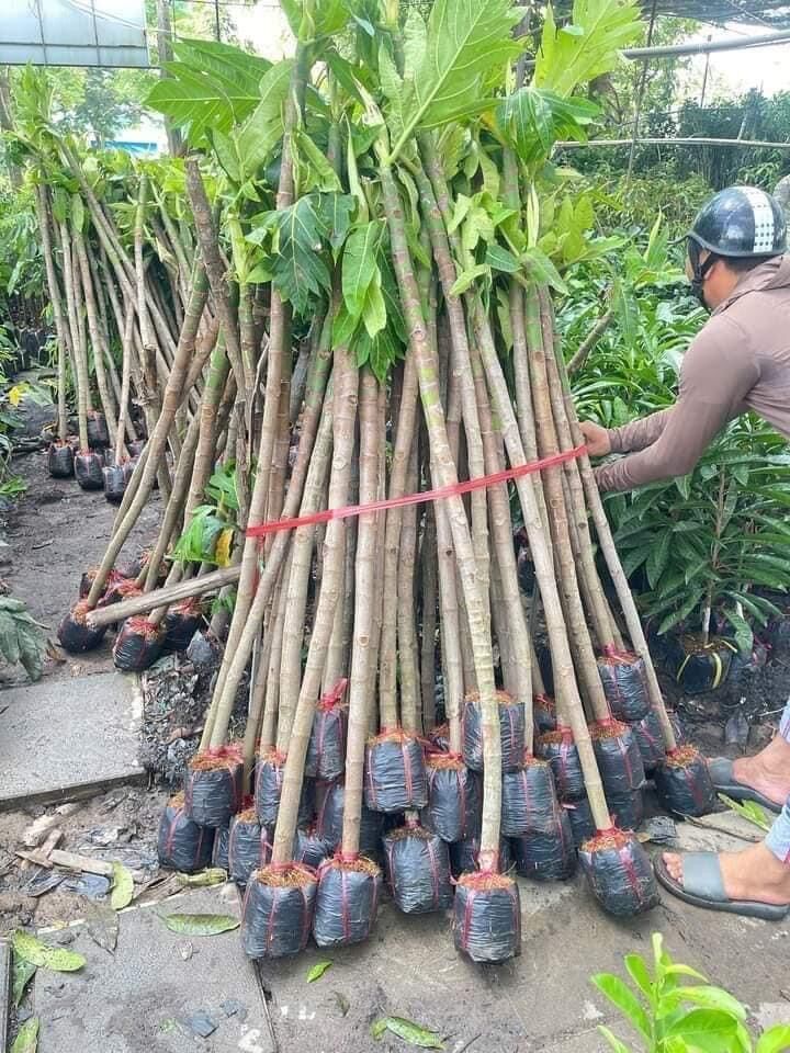 Cây Sake ( cây sake lớn, cây cao 1.5M-3M )  
