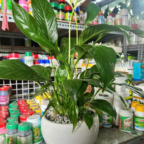 Cây cảnh để bàn mẫu 16 Cây cảnh để bàn