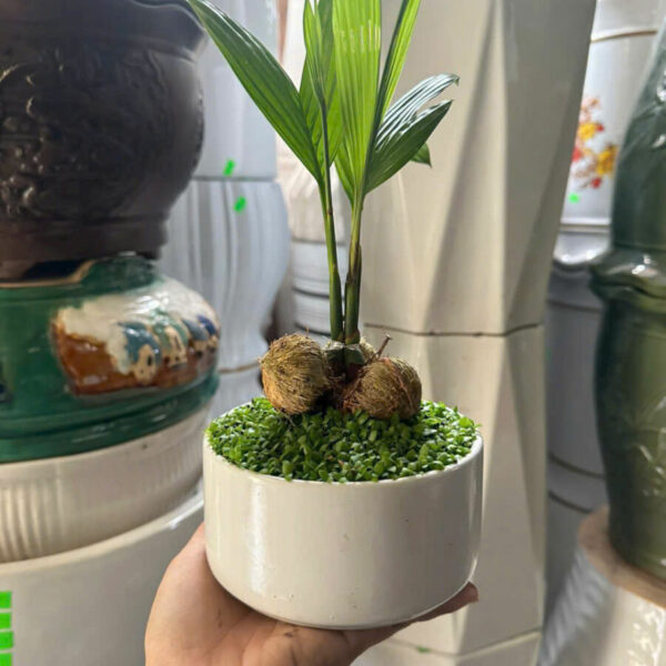 Cây cảnh để bàn mẫu 18 Cây cảnh để bàn