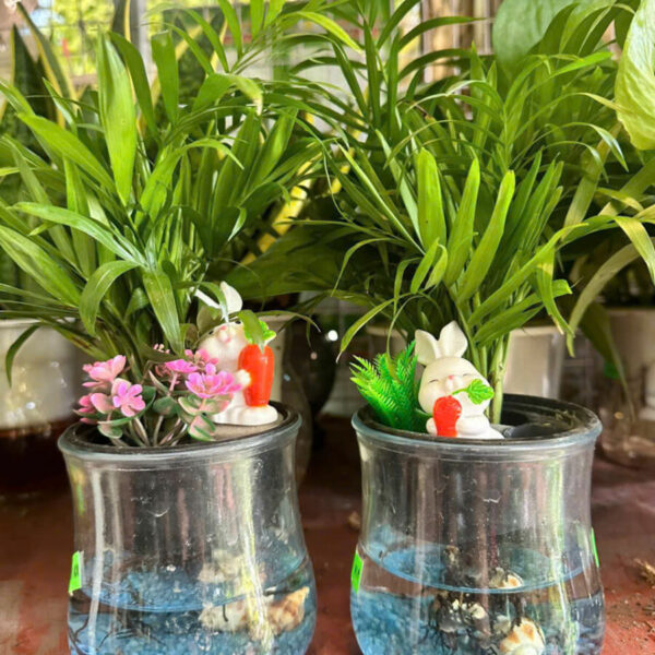 Cây cảnh để bàn mẫu 20 Cây cảnh để bàn