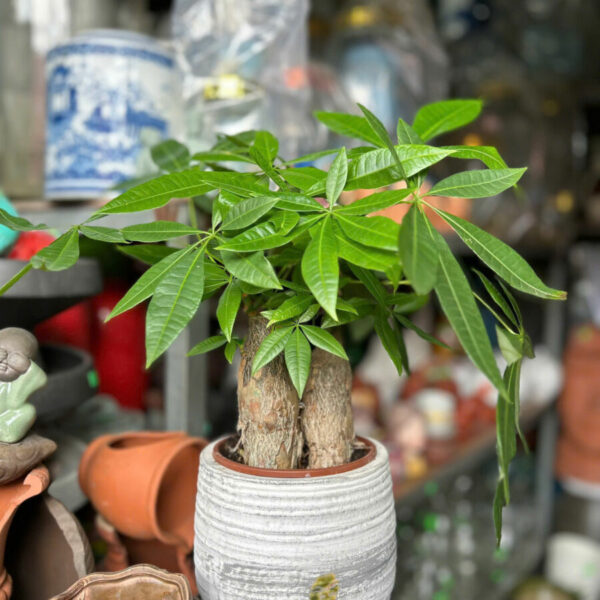 Cây cảnh để bàn mẫu 24 Cây cảnh để bàn