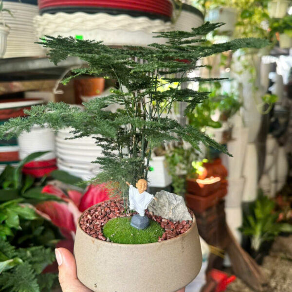 Cây cảnh để bàn mẫu 33 Cây cảnh để bàn