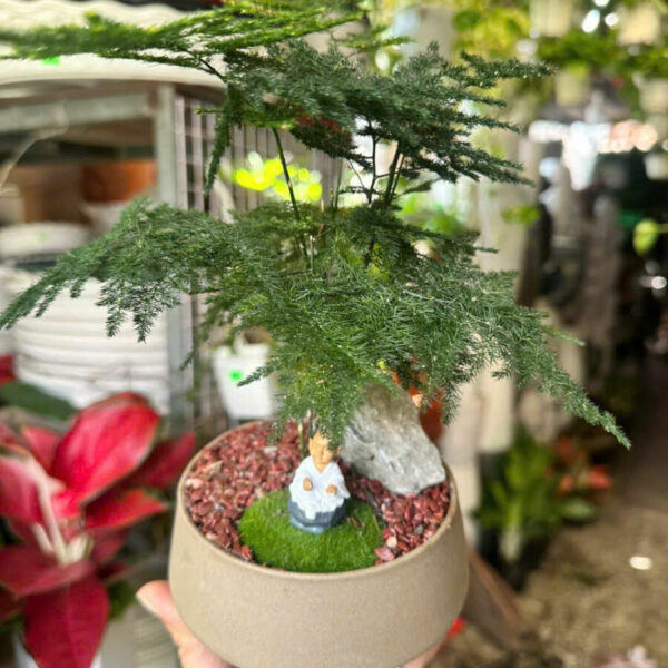 Cây cảnh để bàn mẫu 4 Cây cảnh để bàn