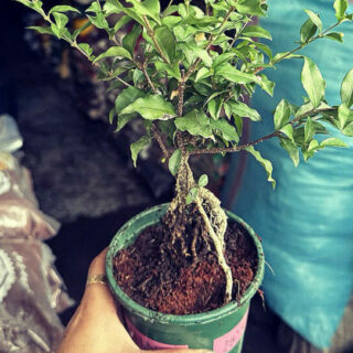 Cây cảnh để bàn mẫu 41 Cây cảnh để bàn