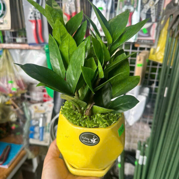 Cây cảnh để bàn mẫu 7 Cây cảnh để bàn