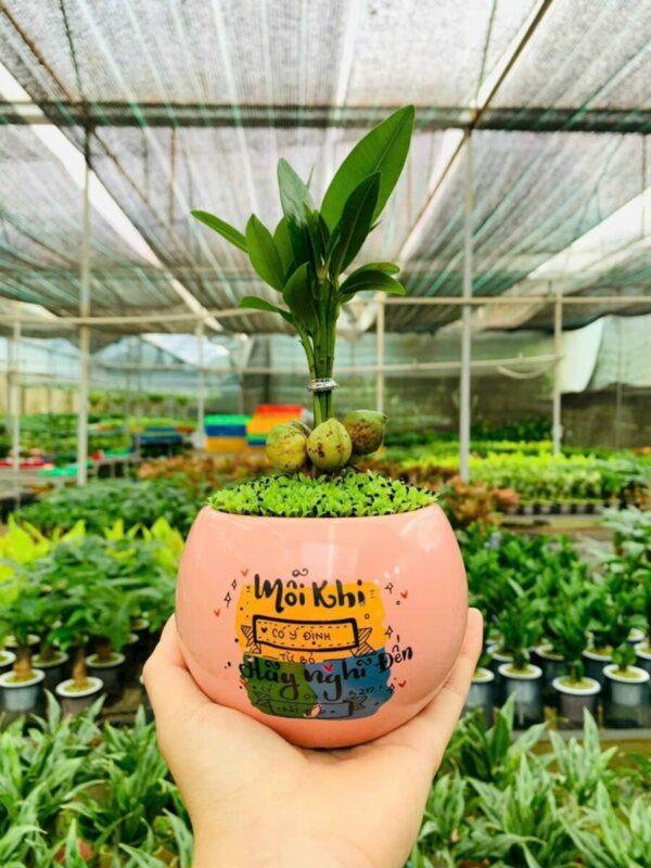 Cây cảnh để bàn mẫu 63 Cây cảnh để bàn 2
