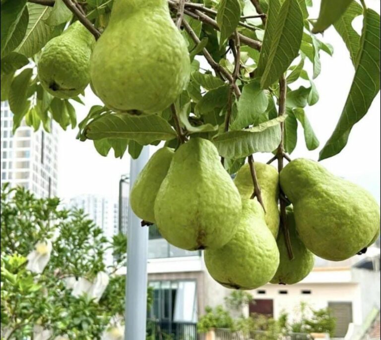 kinh nghiem trong oi ngon ngot nhieu trai 1