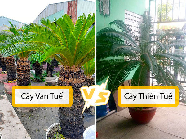 Có nên trồng cây vạn tuế trước nhà? Hướng dẫn chăm sóc cây Cây xanh phong thuỷ Kỹ thuật trồng cây Thiết kế cảnh quan Thiết kế sân vườn  