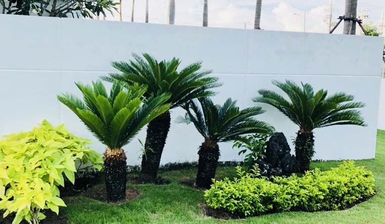 Có nên trồng cây vạn tuế trước nhà? Hướng dẫn chăm sóc cây Cây xanh phong thuỷ Kỹ thuật trồng cây Thiết kế cảnh quan Thiết kế sân vườn  