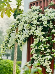Cây hoa giấy trắng leo giàn