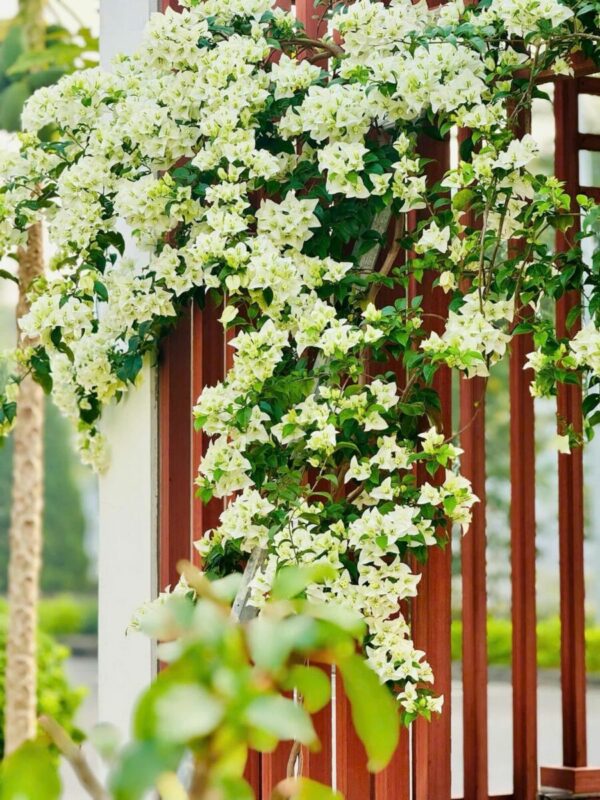 Cây hoa giấy trắng leo giàn Cây ban công 5