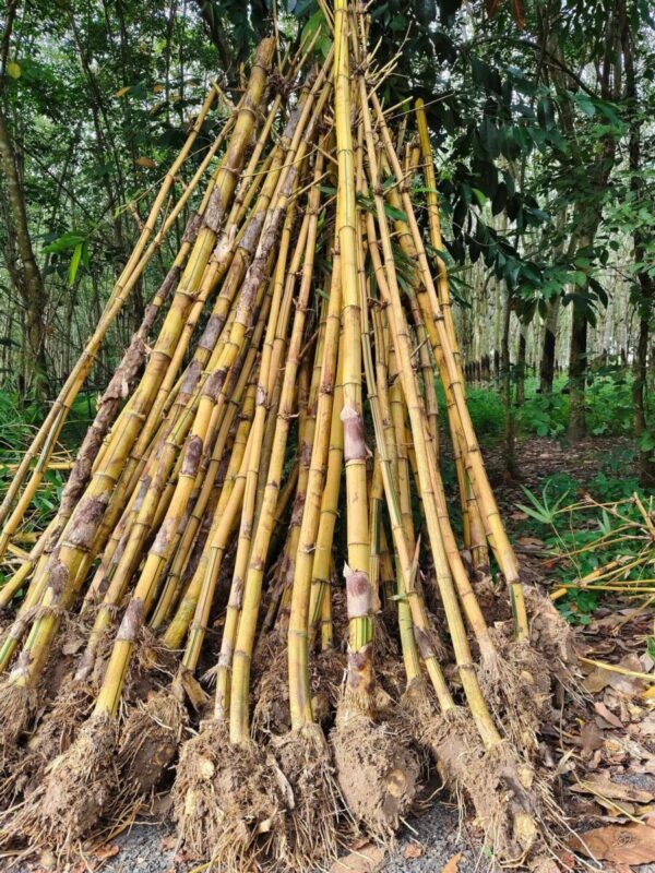 Cây tre vàng (tre vàng bụi, trồng hàng rào) Cây công trình 2