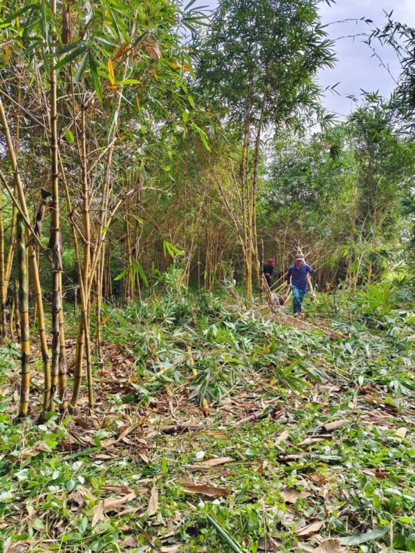 Cây tre vàng (tre vàng bụi, trồng hàng rào) Cây công trình 6