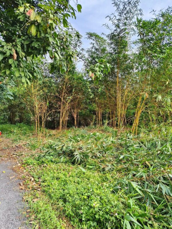 Cây tre vàng (tre vàng bụi, trồng hàng rào) Cây công trình 5
