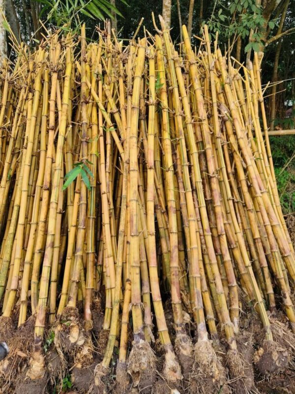 Cây tre vàng (tre vàng bụi, trồng hàng rào) Cây công trình 3
