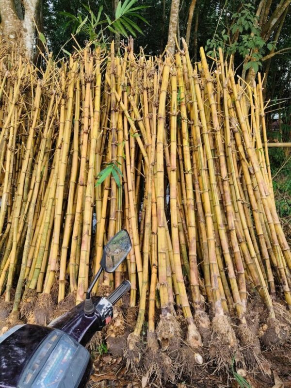 Cây tre vàng (tre vàng bụi, trồng hàng rào) Cây công trình 4
