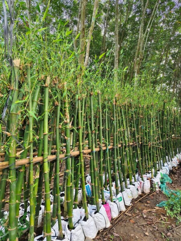 Cây trúc xanh (trúc cảnh hàng rào) Cây ngoài trời 3