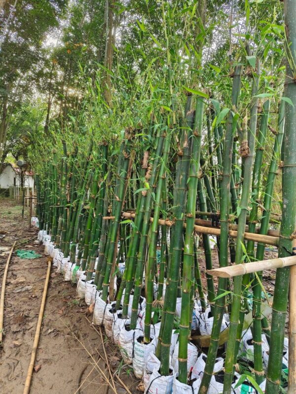 Cây trúc xanh (trúc cảnh hàng rào) Cây ngoài trời 2