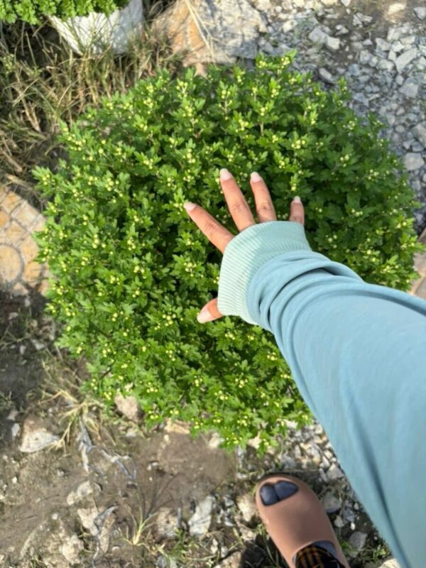 Cây mâm xôi hàn 4 màu Cây Tết 2