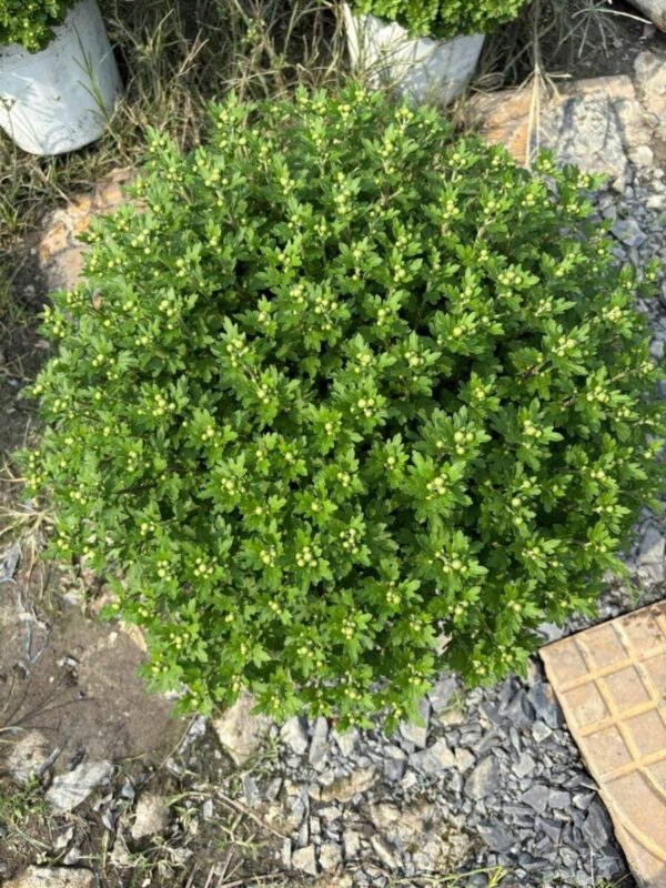 Cây mâm xôi hàn 4 màu Cây Tết 5