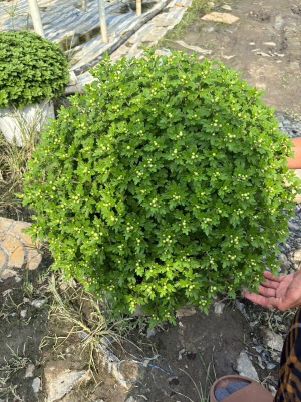 Cây mâm xôi hàn 4 màu Cây Tết 7
