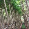 Cây giáng hương tại Cây Xanh US