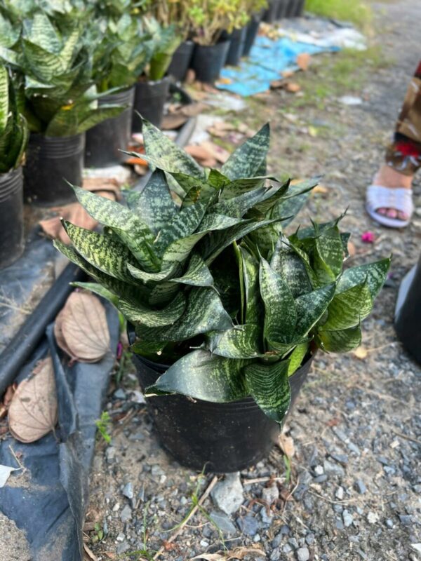 Cây lưỡi mèo Cây ban công 2
