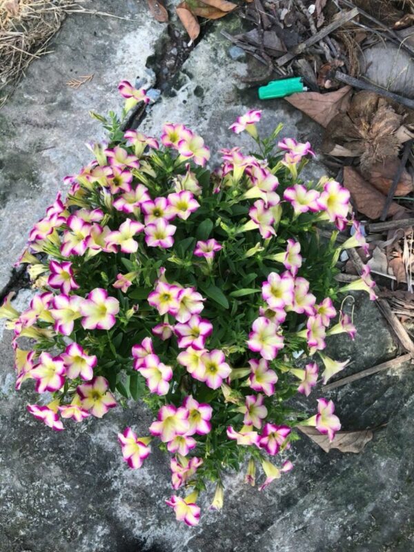 Cây dạ yến thảo (đủ màu sắc) Cây ban công 4