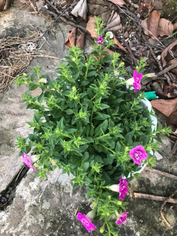 Cây dạ yến thảo (đủ màu sắc) Cây ban công 6