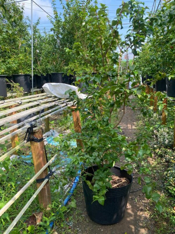 Cây sơ ri nam mỹ Cây ăn trái 4