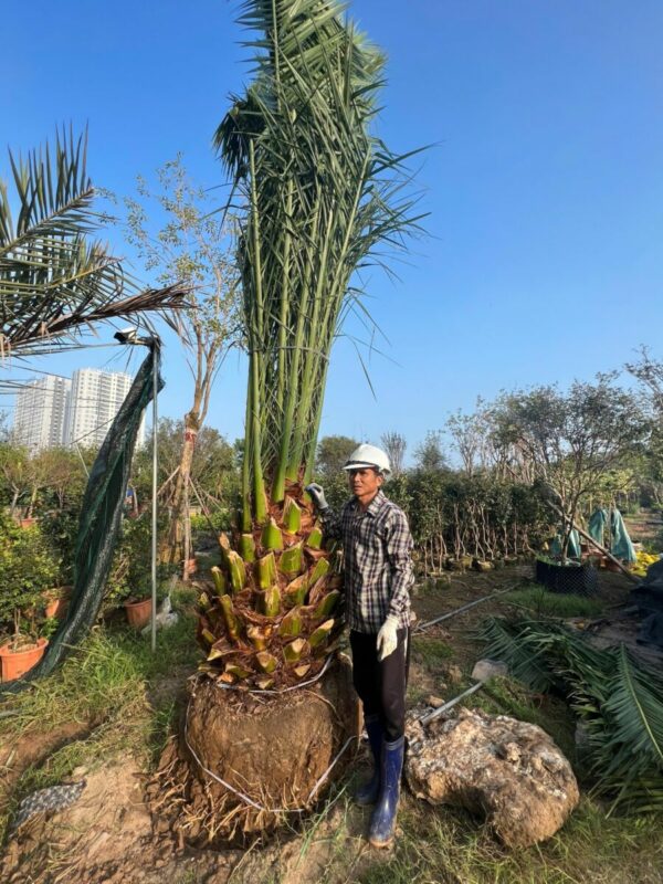 Cây chà là canari Cây bóng mát Cây chà là cảnh 2