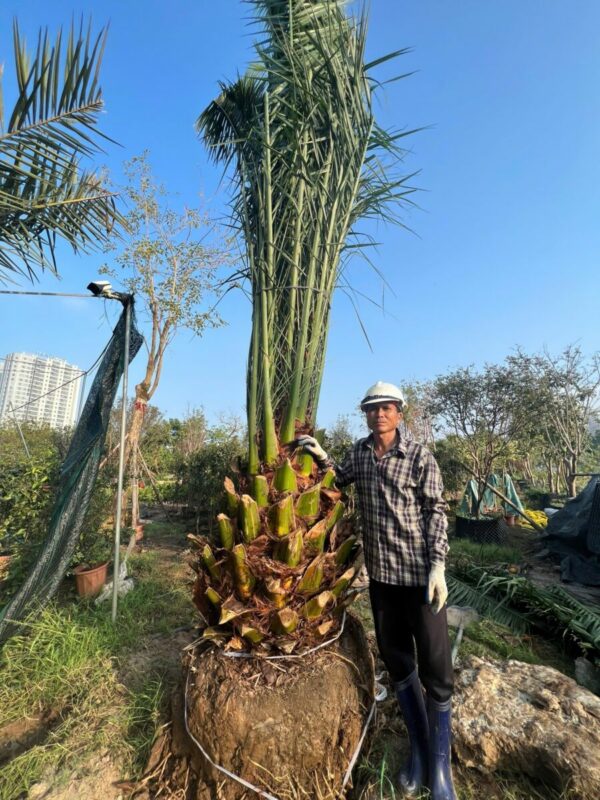 Cây chà là canari Cây bóng mát Cây chà là cảnh 6